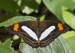 Adelpha iphiclus