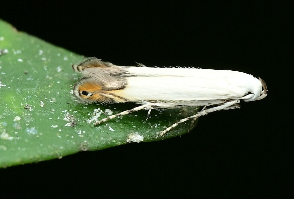 Thiotricha acrophantis