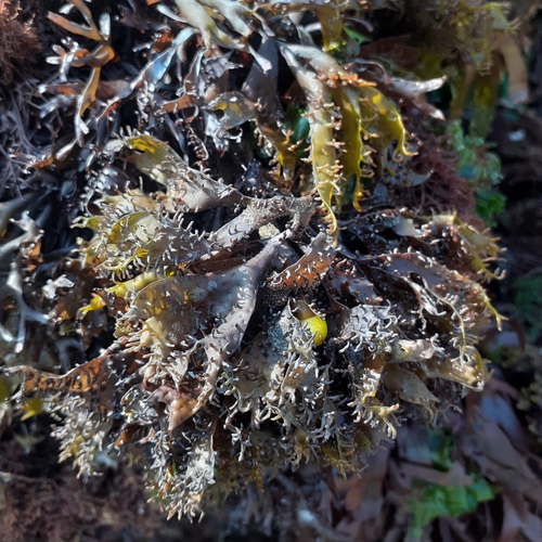 Image of Mastocarpus stellatus by (c) bogsuckers, some rights reserved (CC BY)