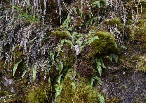 Polystichum capillipes iNat (1)