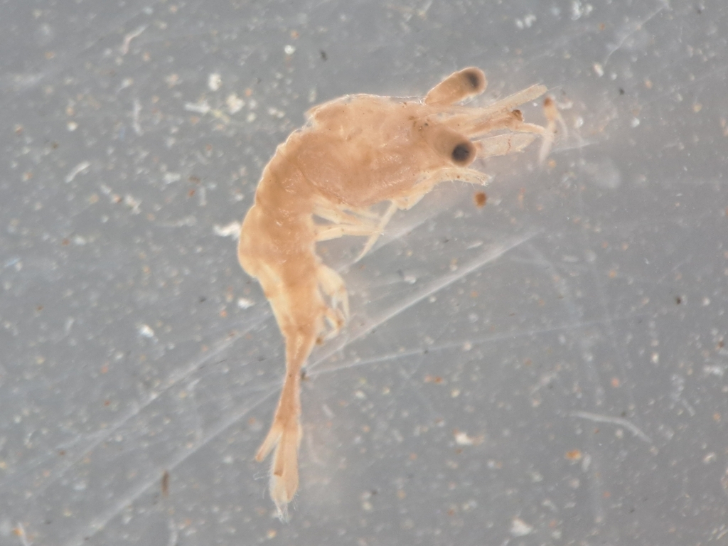 Hippolyte leptocerus