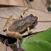 Romer's Tree Frog - Photo (c) Thomas Brown, some rights reserved (CC BY-NC), uploaded by Thomas Brown