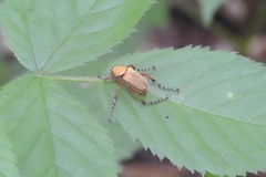 Macrodactylus subspinosus