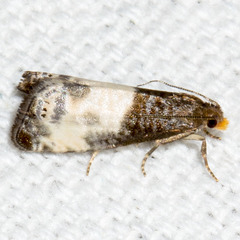 Notocelia cynosbatella