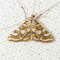 Elophila ekthlipsis