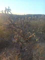 Cylindropuntia thurberi versicolor