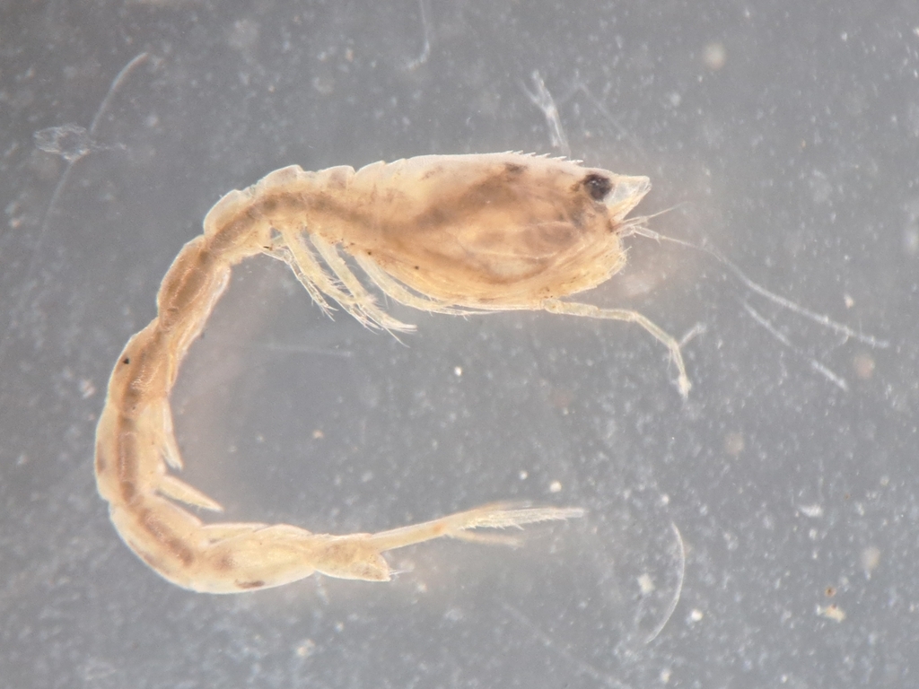 Iphinoe serrata