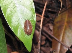 Opisthoplatia orientalis