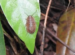 Opisthoplatia orientalis