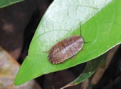 Opisthoplatia orientalis