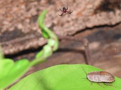 Opisthoplatia orientalis