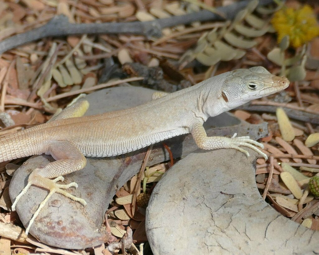 Bill's Sand Lizard