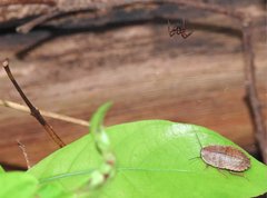 Opisthoplatia orientalis