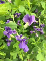 Baptisia australis