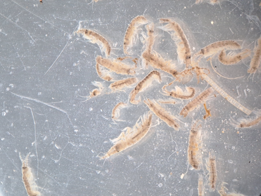 Monocorophium insidiosum