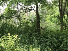 Odocoileus virginianus