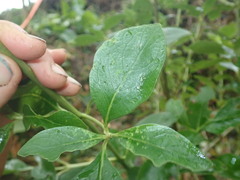 Coprosma macrocarpa minor