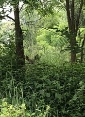 Odocoileus virginianus