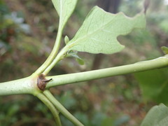 Coprosma macrocarpa minor