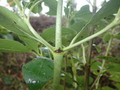 Coprosma macrocarpa minor