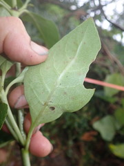 Coprosma macrocarpa minor
