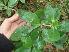 Coprosma macrocarpa minor