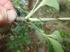 Coprosma macrocarpa minor