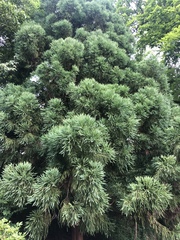 Cryptomeria