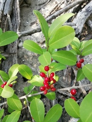 Erythroxylaceae