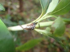 Coprosma macrocarpa minor