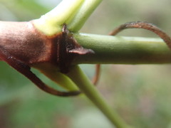 Coprosma macrocarpa minor