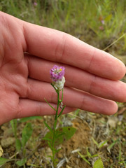 Polygala sanguinea