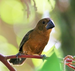 Nicaraguan Seed-Finch photo 2