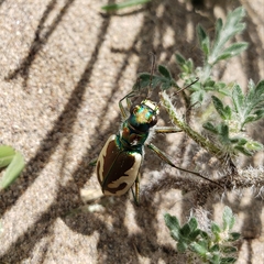 Cicindela theatina