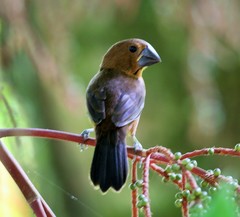 Nicaraguan Seed-Finch photo 3