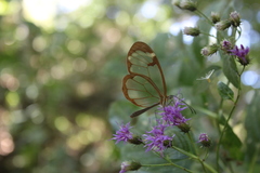 Greta morgane morgane