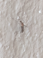 Culex tarsalis