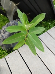 Asclepias syriaca