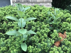 Asclepias syriaca