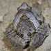 花姬蛙 - Photo 由 Thomas Brown 所上傳的 (c) Thomas Brown，保留部份權利CC BY-NC