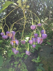 Solanum dulcamaroides