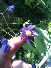 Solanum dulcamaroides