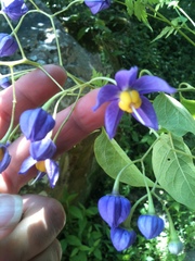 Solanum dulcamaroides