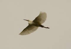 Egretta garzetta dimorpha