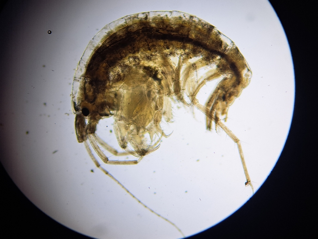 Microdeutopus gryllotalpa