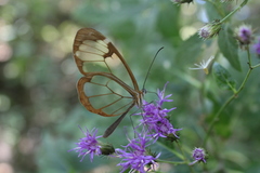 Greta morgane morgane