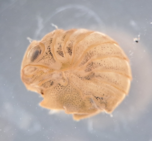 Cymodoce truncata