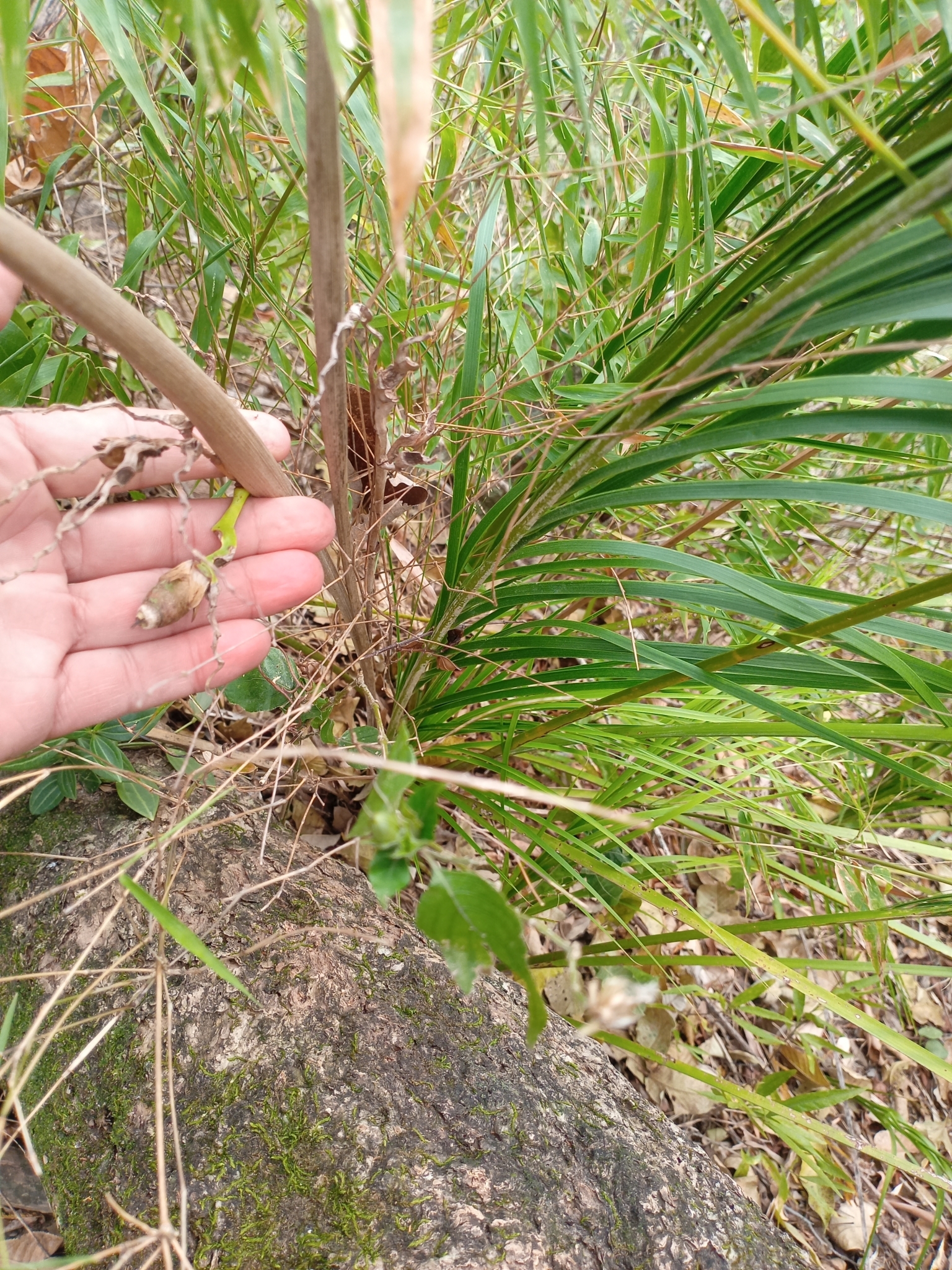 Motacuchi (Allagoptera leucocalyx)