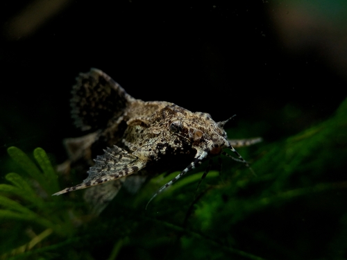 Erethistes pusillus