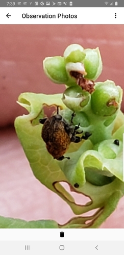 Mile-a-minute weevil photo 4